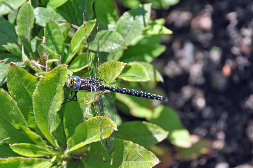 The Southern Hawker or Blue Darner