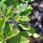 The Southern Hawker or Blue Darner