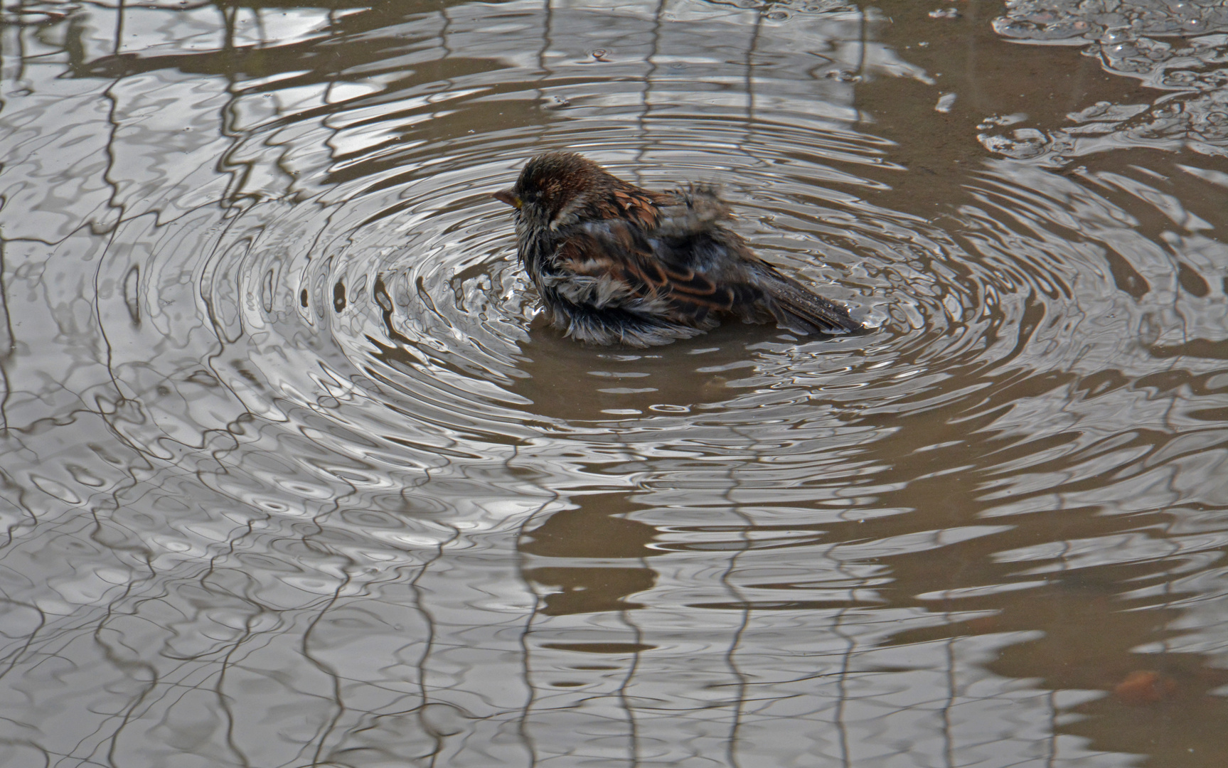 The spa of sparrow