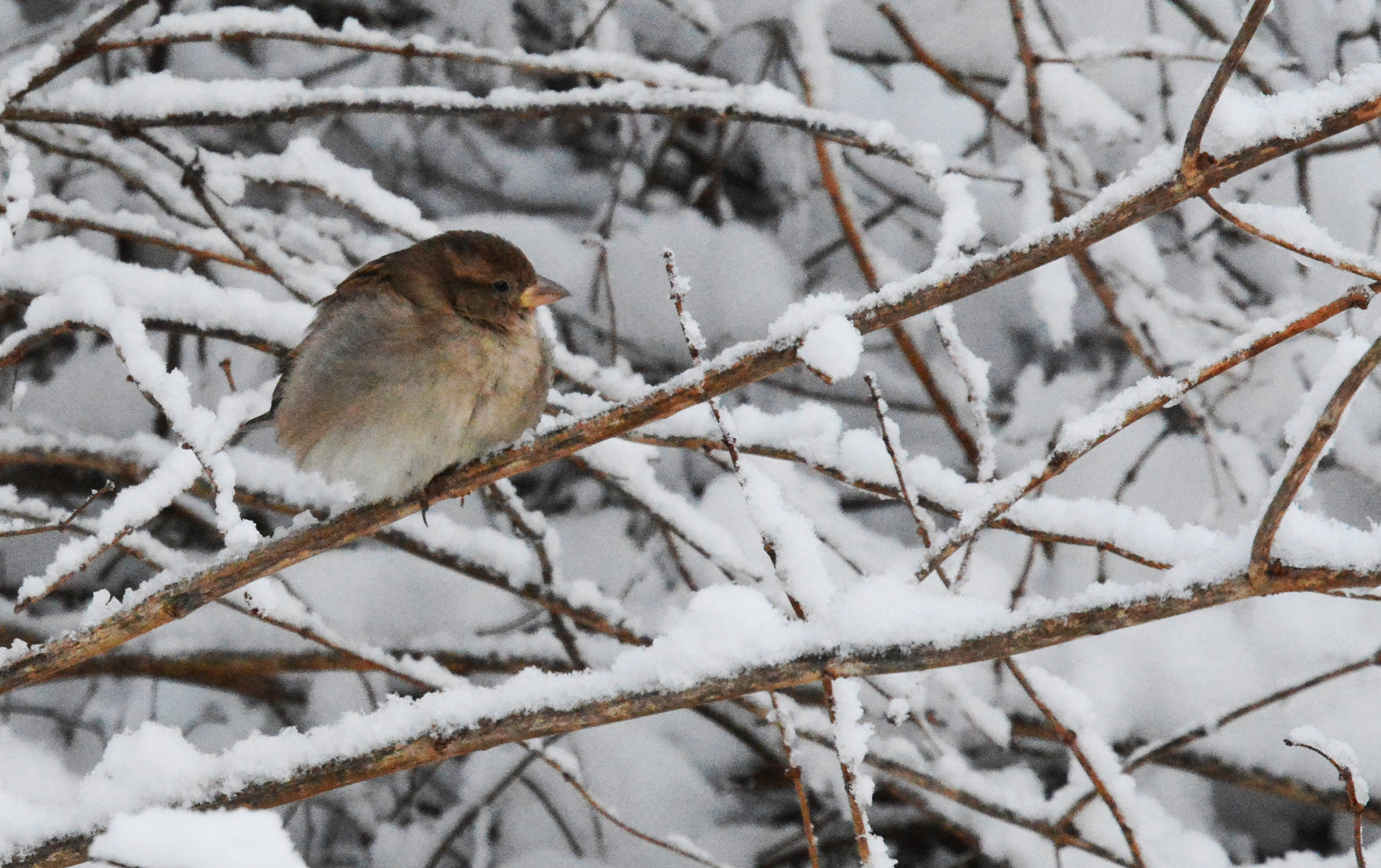 The sparrow on snowy branch