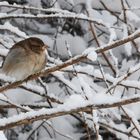 The sparrow on snowy branch