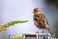 The Sparrows and the Nightingales