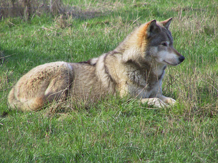 The Sphinx-Wolf.