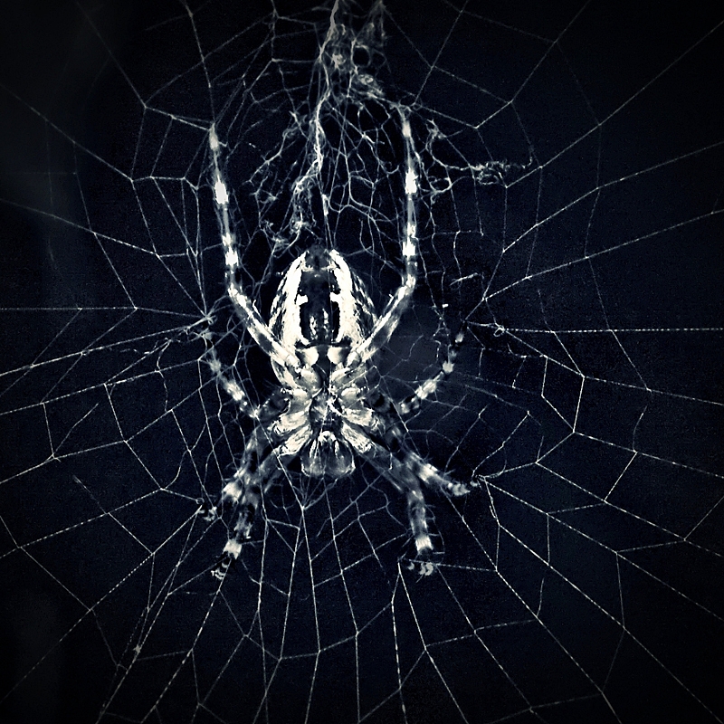 the spider.....