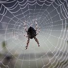 The spider in the web - Die Spinne im Netz