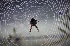 The spider in the web - Die Spinne im Netz