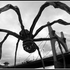 The Spider of Guggenheim