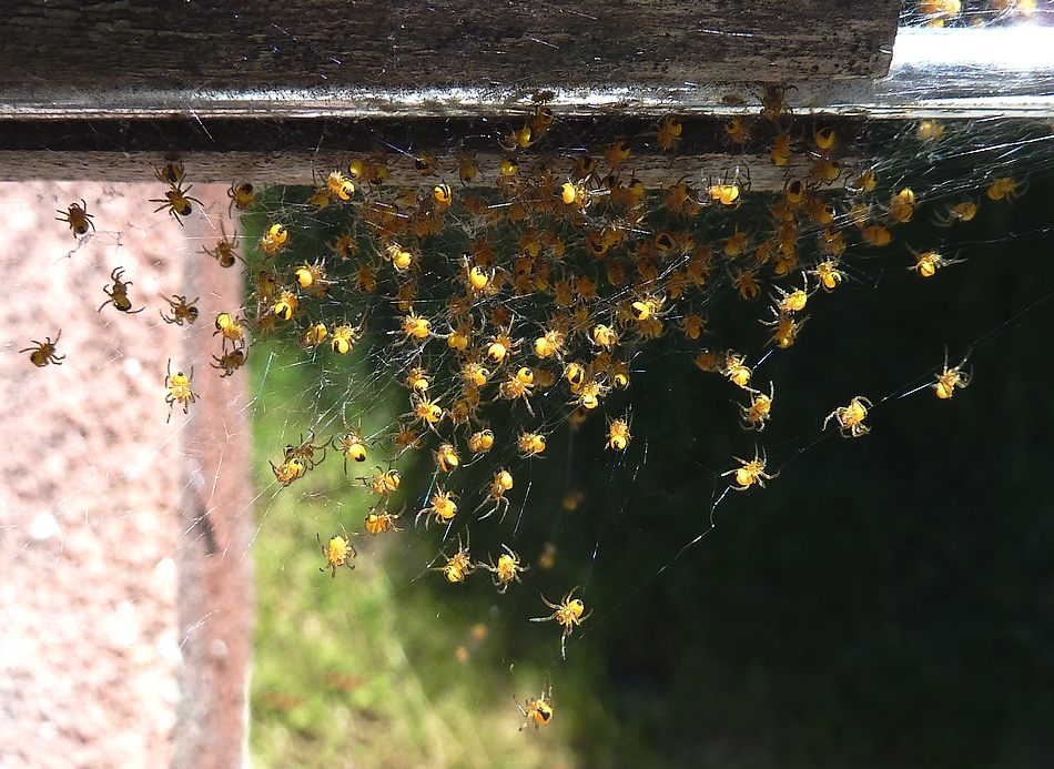 THE SPIDERS IN THE NURSERY