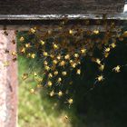 THE SPIDERS IN THE NURSERY