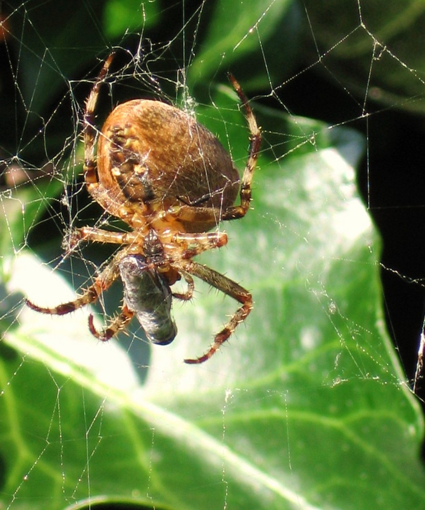 The spiderwoman...