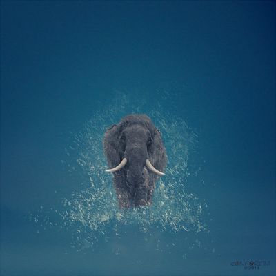 The spirit of Africa