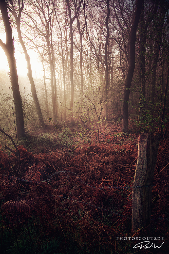 The Spirit of the Forest