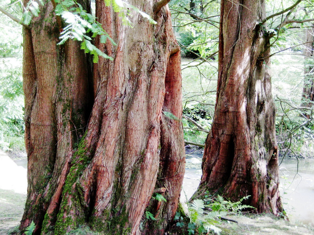 The Spirit of the Metasequoia