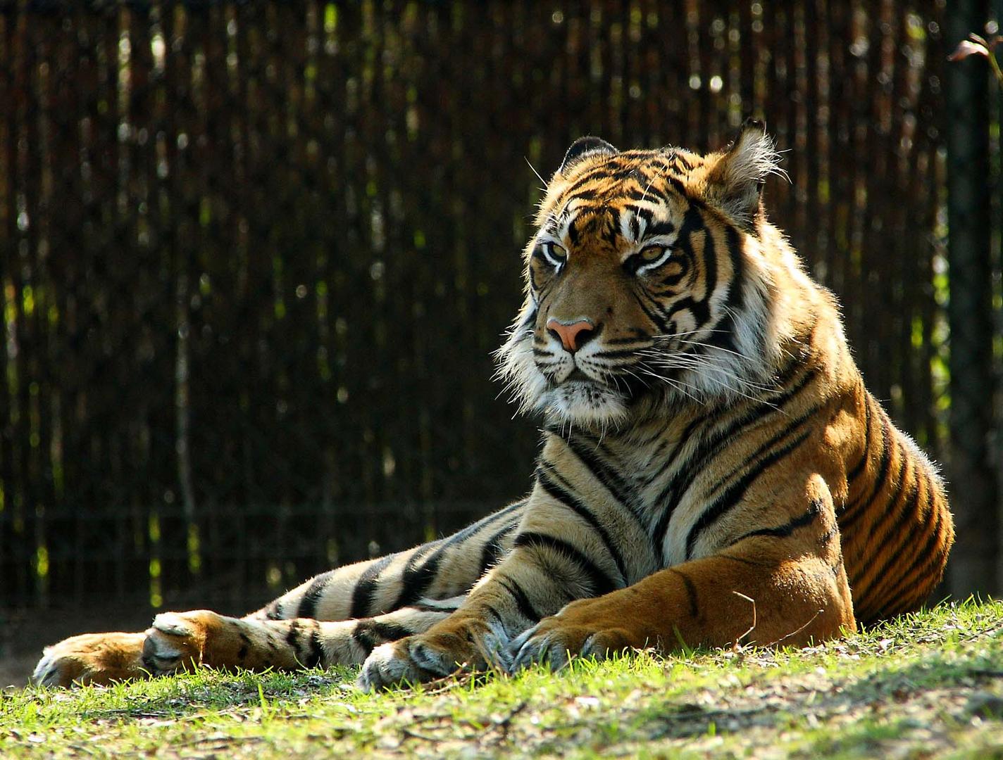 The splendid tiger, on of the most threatened animals