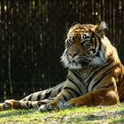 The splendid tiger, on of the most threatened animals