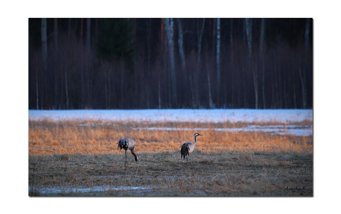 The spring is here in Sweden : )