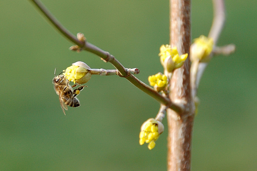 The spring is my love.