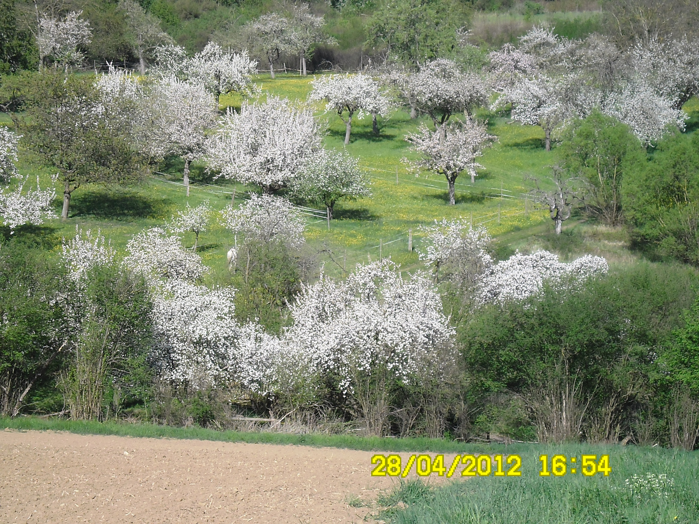 the spring is my love!