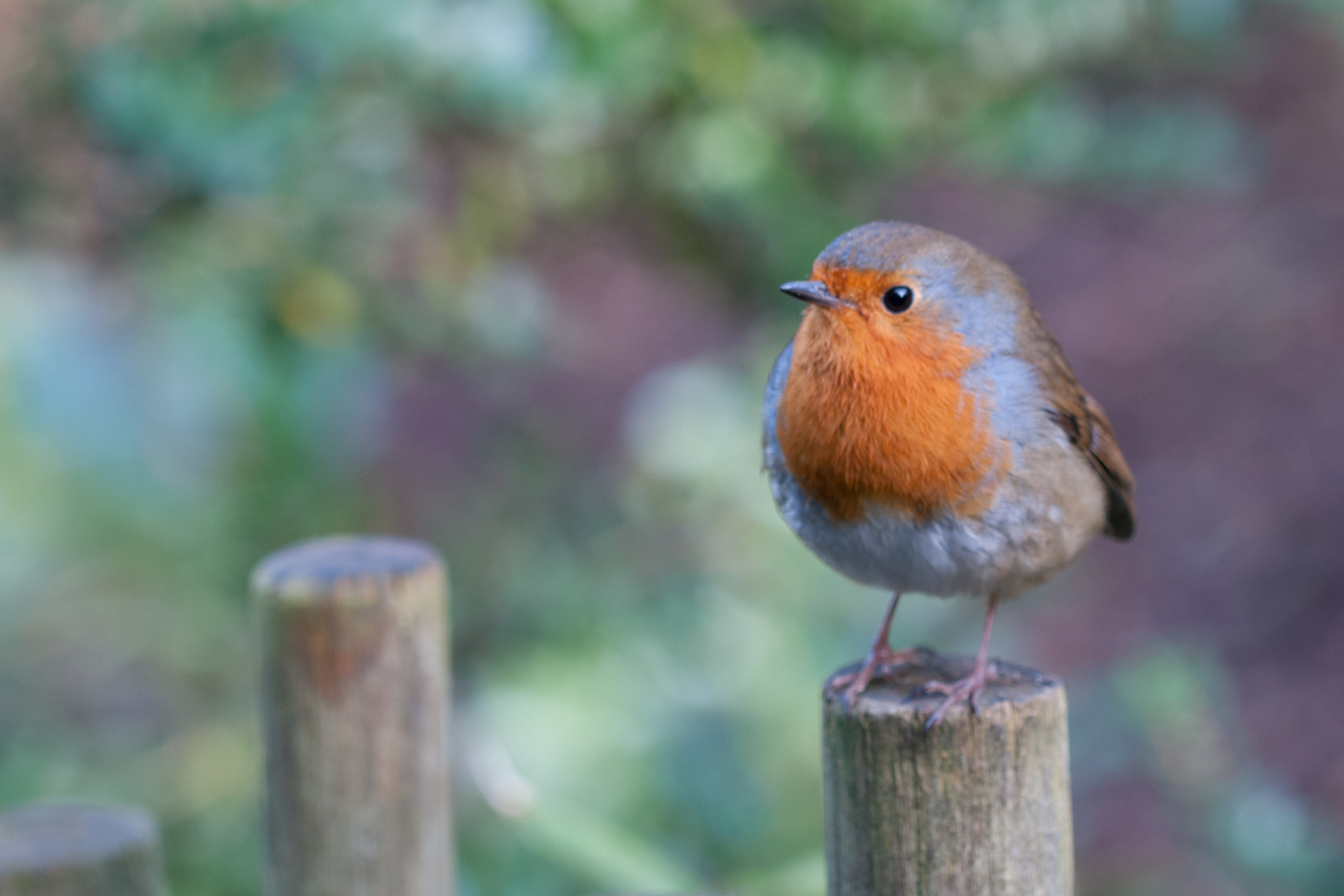 The Spring Robin