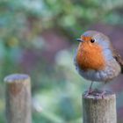 The Spring Robin