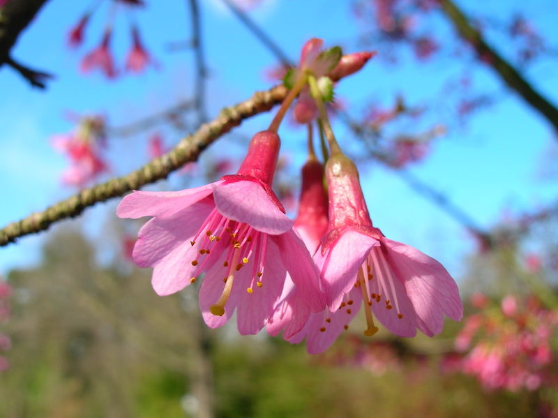 the spring's first breath