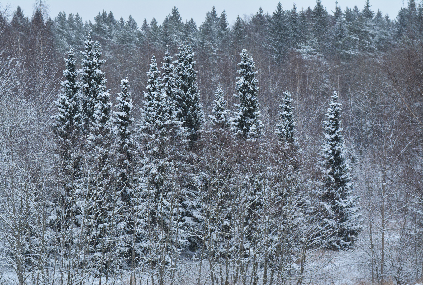 The spruce wood on central park of Helsinki