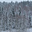 The spruce wood on central park of Helsinki