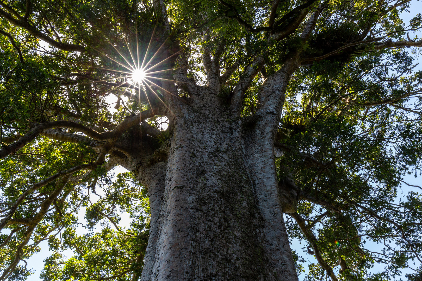 The Square Kauri Tree