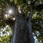 The Square Kauri Tree