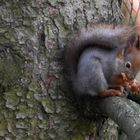 The squirrel at lunc