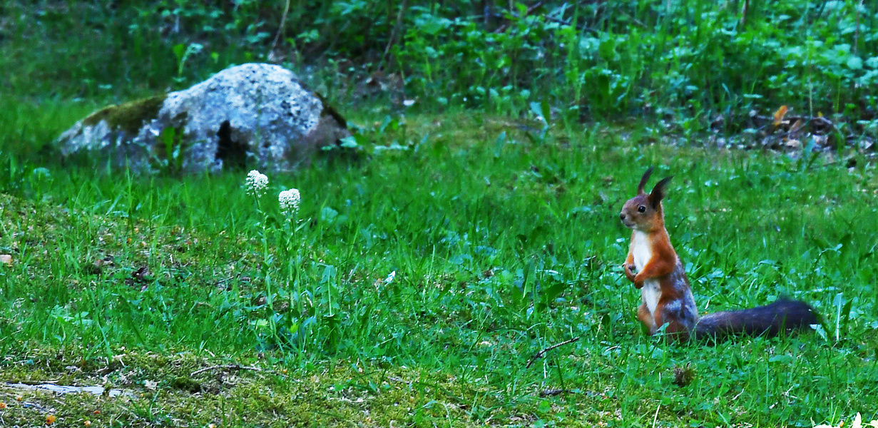 The squirrel wondering flowers