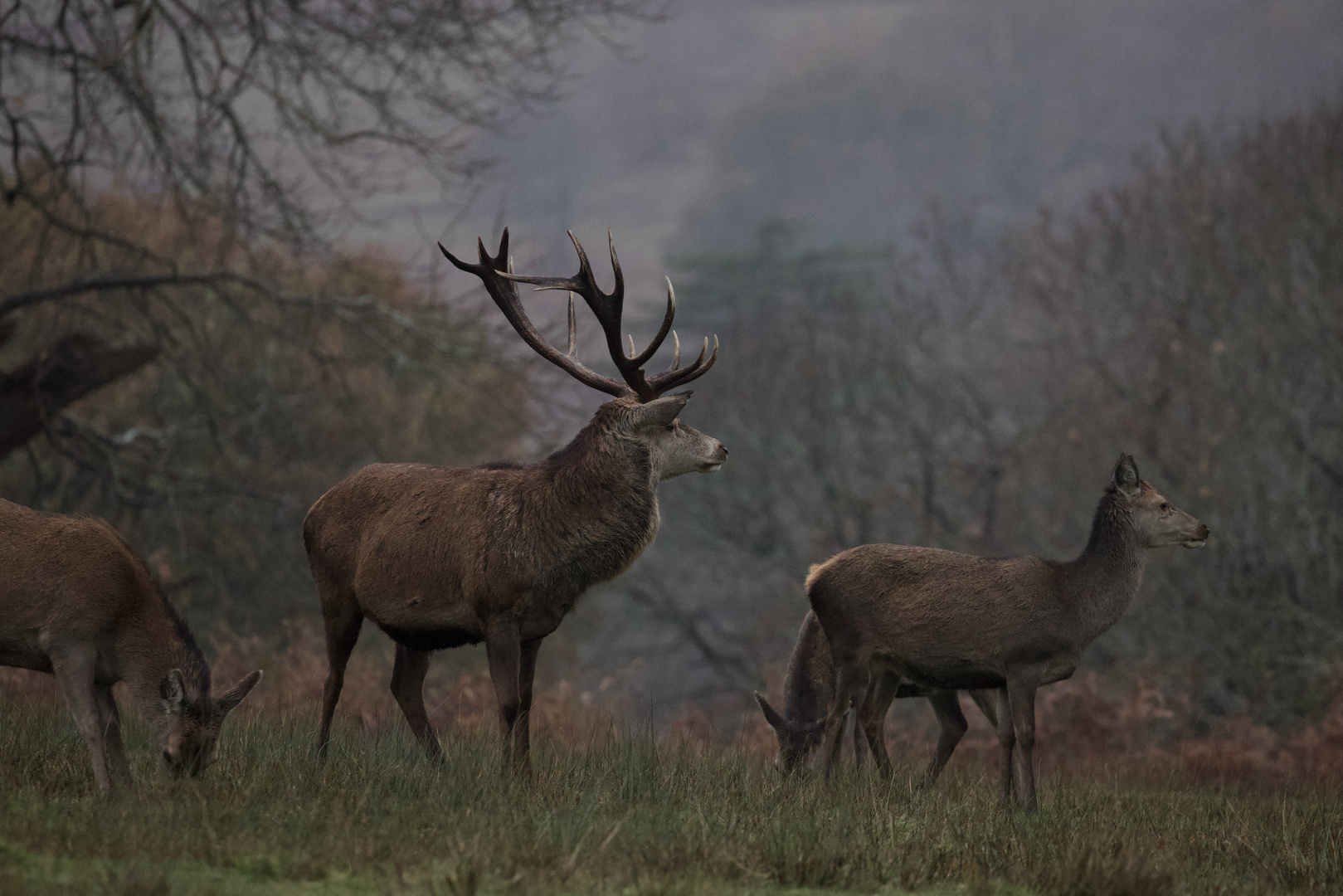 The Stag