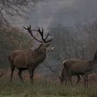 The Stag