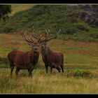 The Stags