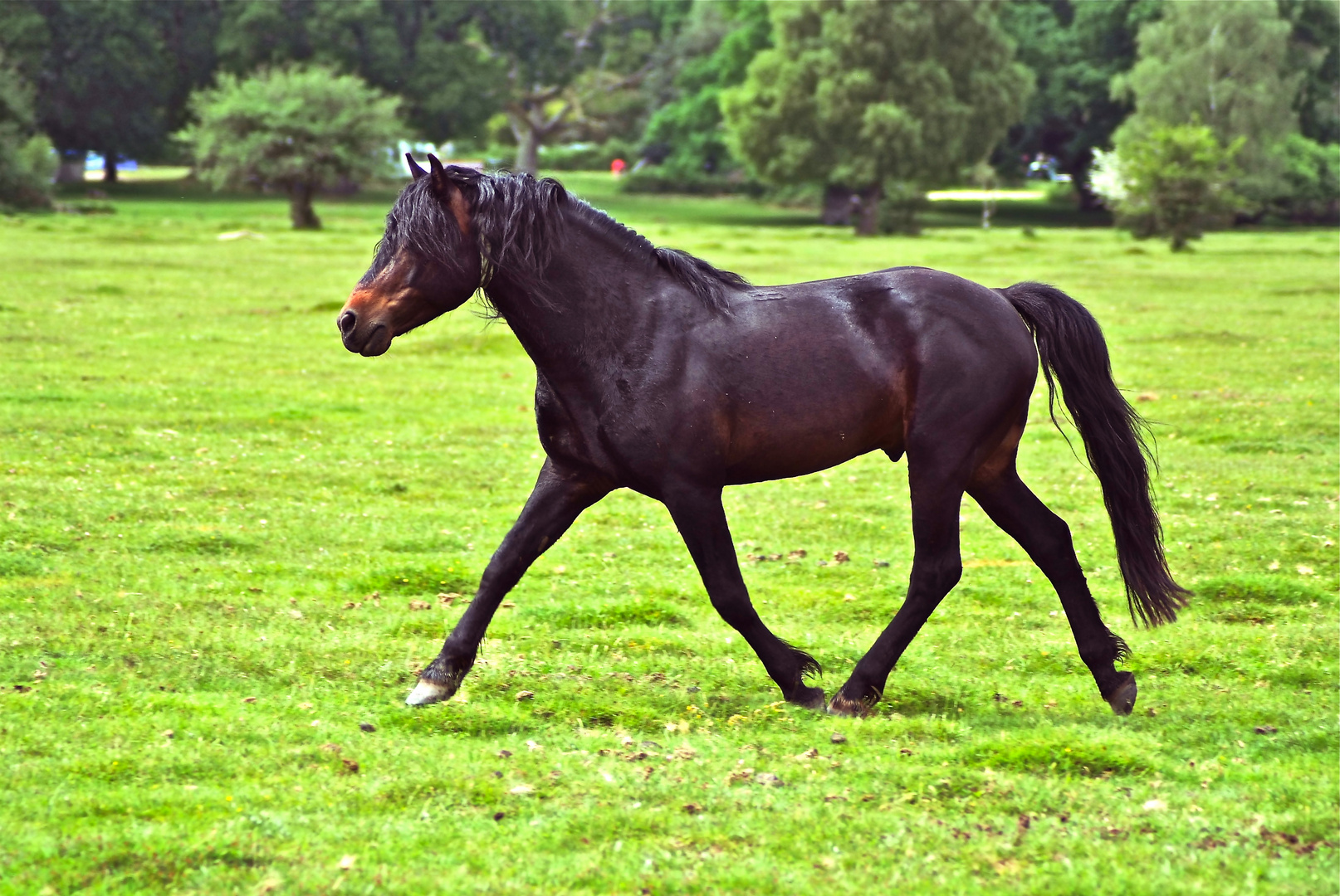 the stallion in the new forest