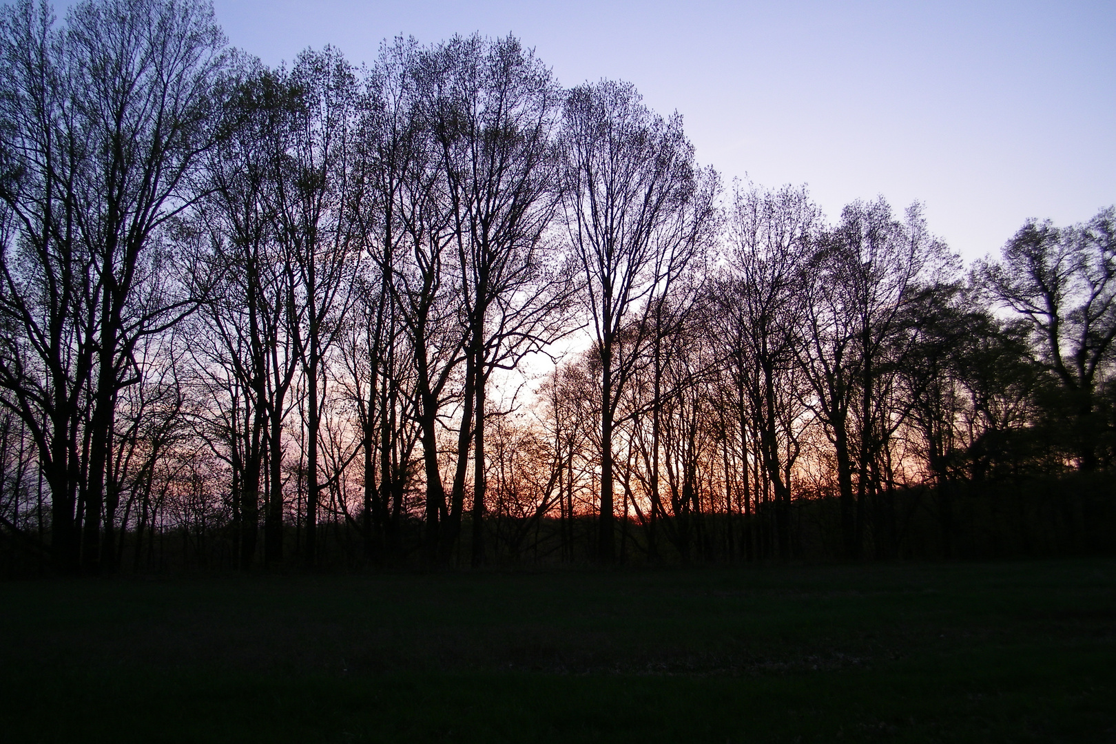 The stand of trees