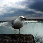 THE STAR an den Niagara Fällen