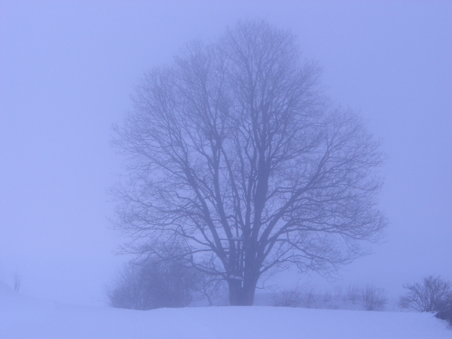 The stillness of the fog and tree