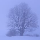 The stillness of the fog and tree