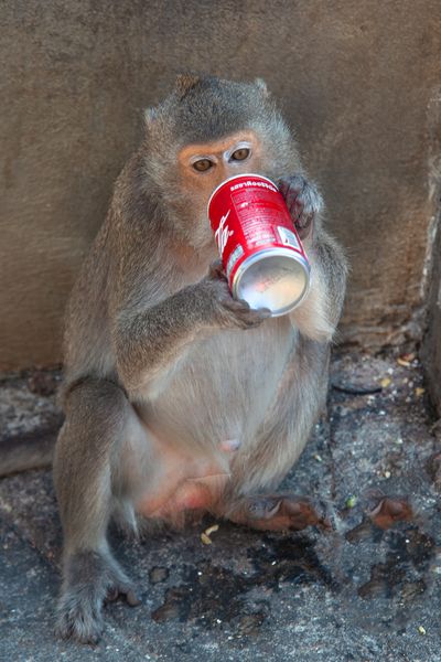 The stolen Coca Cola can