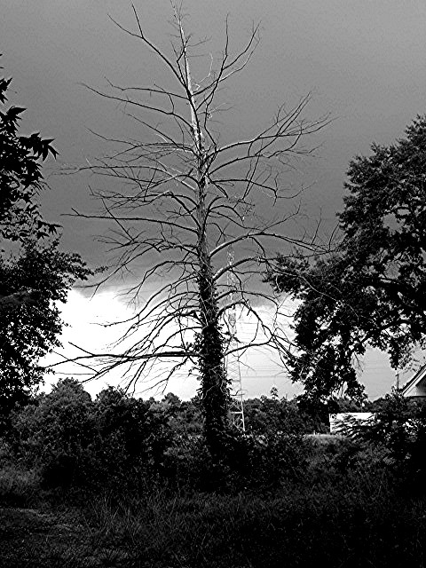 The Storm and The Tree