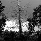 The Storm and The Tree