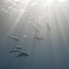 The Story of the 14 Dolphins