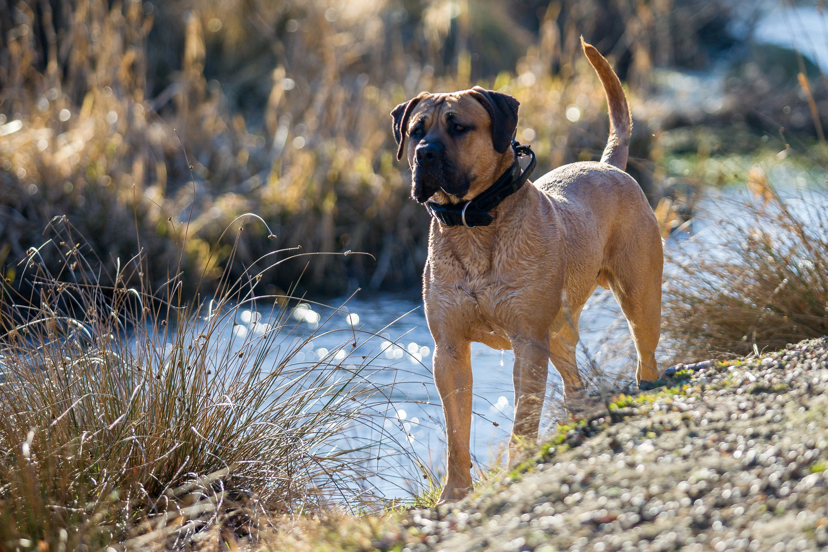 The story of the dog with those four dirty paws