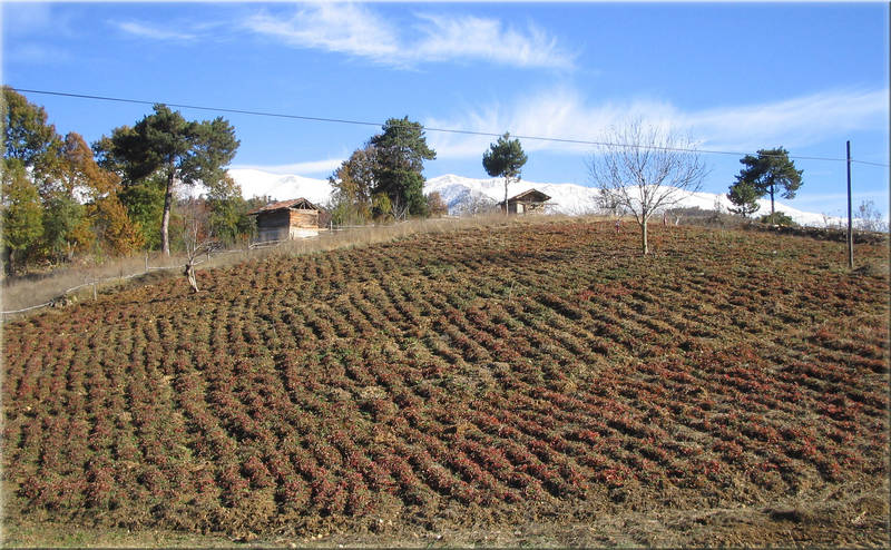 The Strawberry Garden in the Autumn.