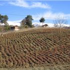 The Strawberry Garden in the Autumn.