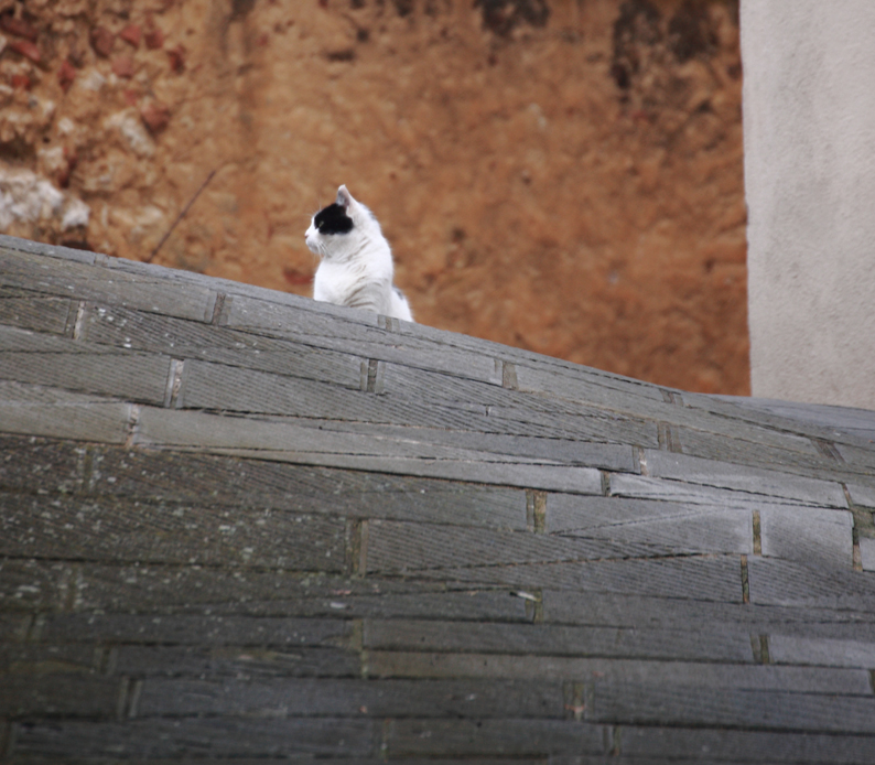 the street cat