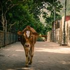 The Streets of Rishikesh