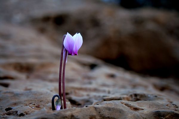 the strenght of life