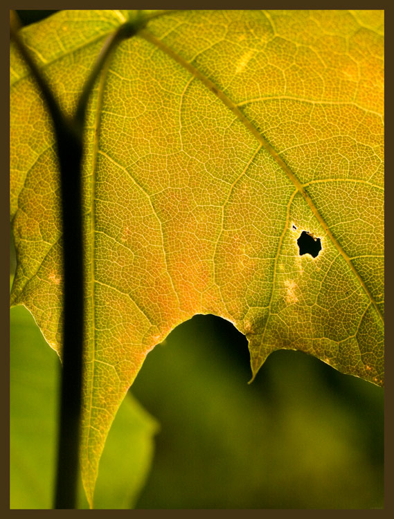 The Study for Musics of Autumn